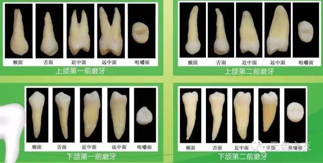 牙齿形状分类三种图片图片