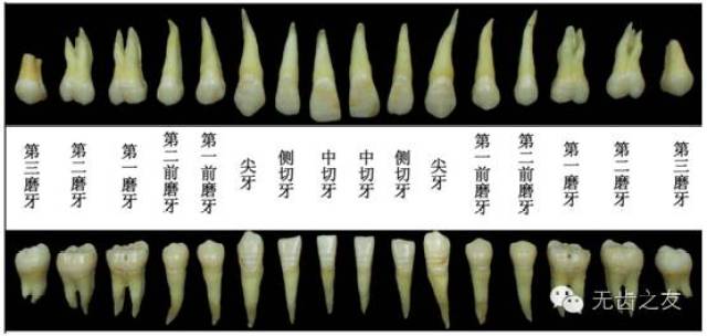上颌中切牙的雕刻步骤图片