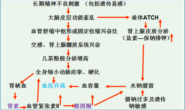 血压调节图解图片