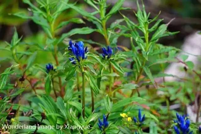 这个热到崩溃的季节,穿羽绒服上川西高原看花才是正解啊!