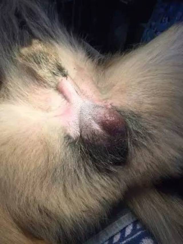 狗狗睾丸肿瘤图片