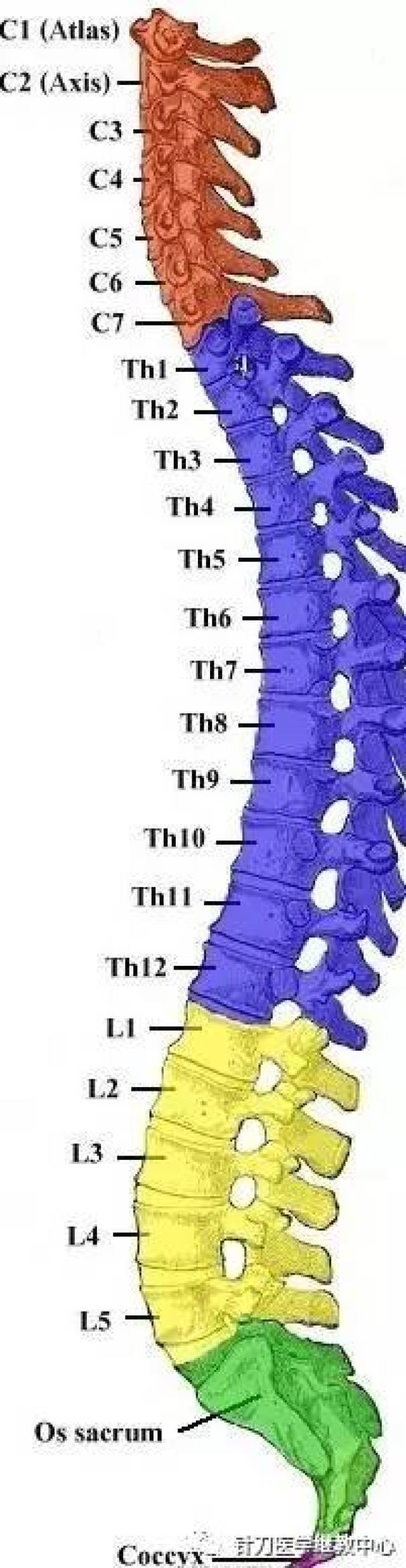 t11椎体在什么位置图片图片