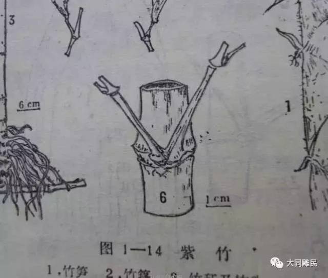 竹子的结构部位示意图图片