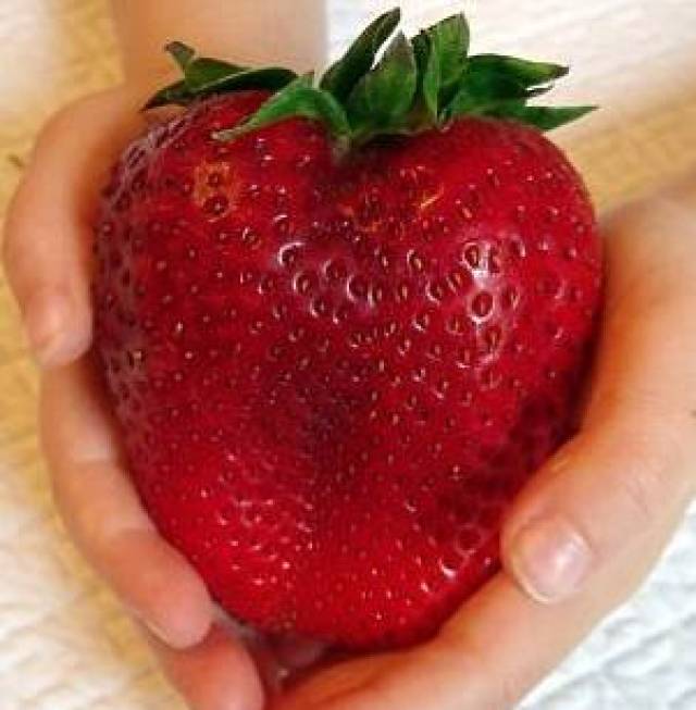 6倍巨大草莓品种可以长到网球的大小