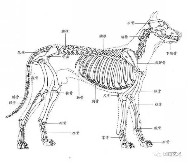 犬的形体结构,特点及骨骼结构与其他犬科动物一样,主要由头骨,颈椎