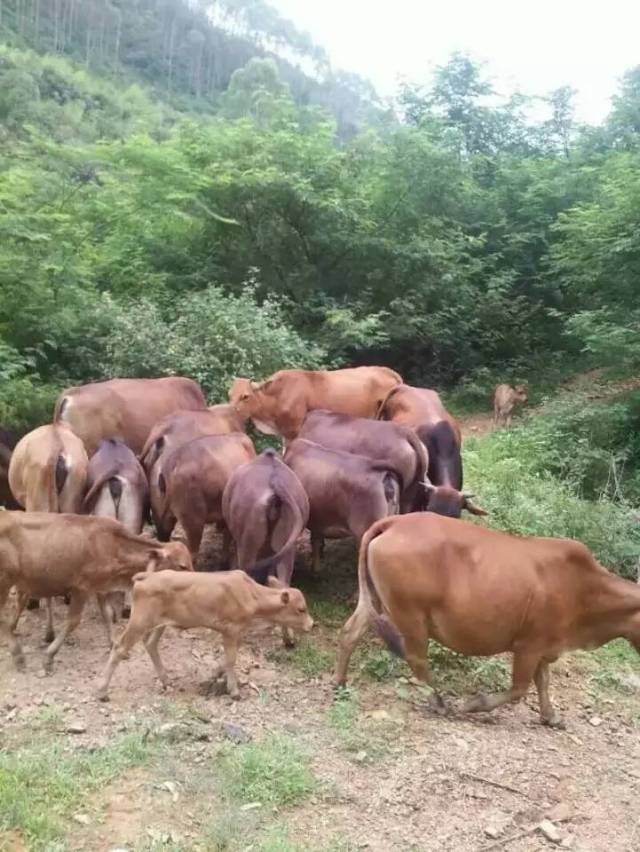 天然无公害养殖—永固山黄牛