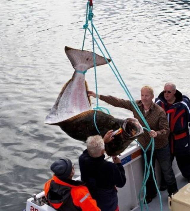 捕獲222磅重鯰魚後放生垂釣者分享驚心動魄經歷｜大紀元時報香港｜獨立敢言的良心媒體