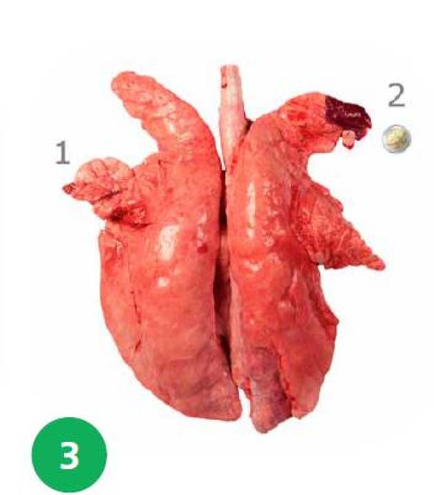 猪的肺结构图简单图片