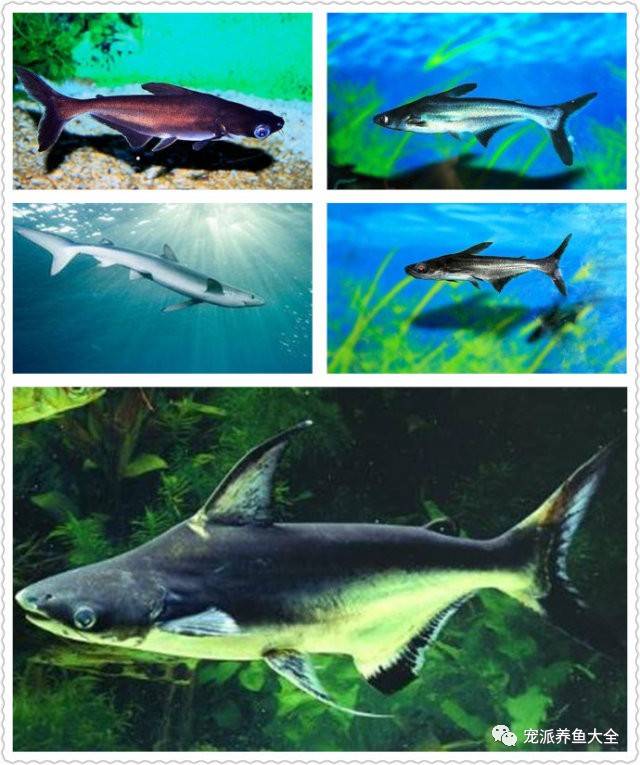 淡水鲨鱼有几种图片图片