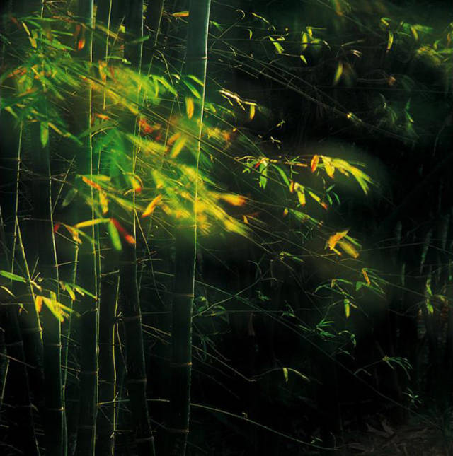 竹林听雨的微信头像图片
