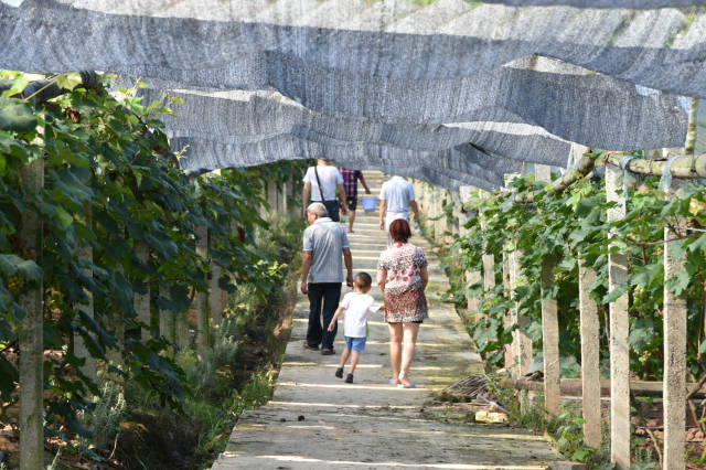 葡萄园里采摘,享受田园生活 共富葡萄种植合作社 东兴区同福云台村