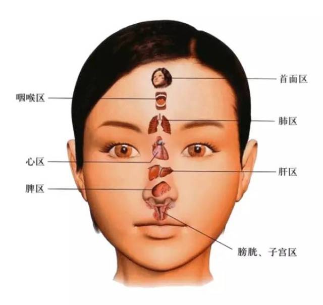 面部器官分布图图片