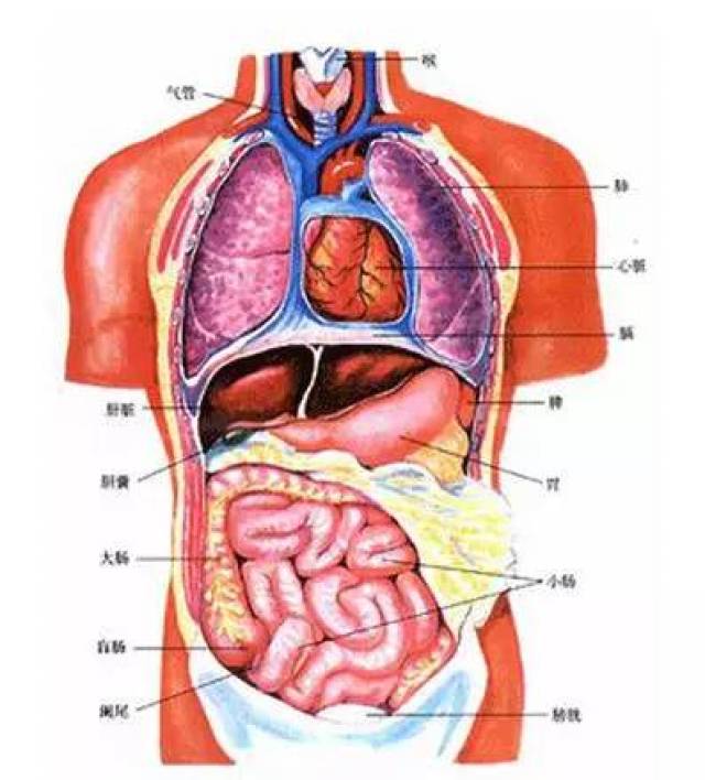 肝肺和胃的位置示意图图片