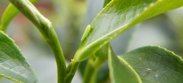 茶小绿叶蝉防治特效药