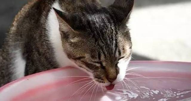 这么热的天,猫咪还是不爱喝水,怎么办?
