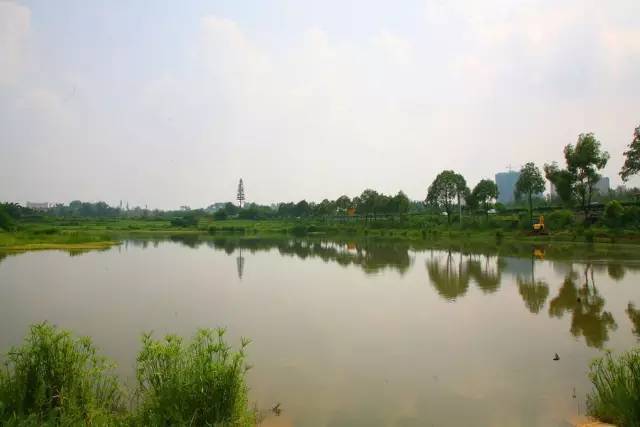 龙泉天鹅湖公园图片