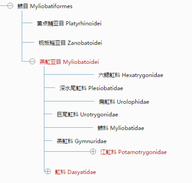 软骨鱼纲下分两个亚纲,全头亚纲(holocephali)和