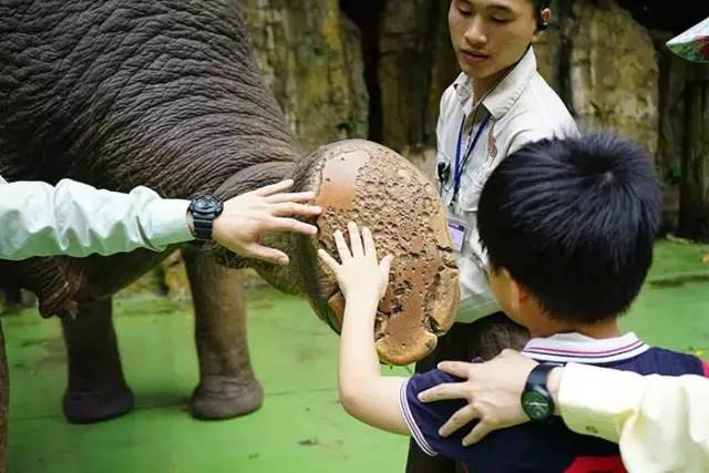 飼養員介紹大象的腳趾的保護