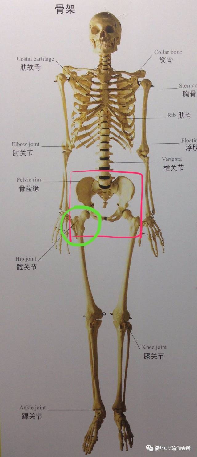 髂骨部位位置图图片