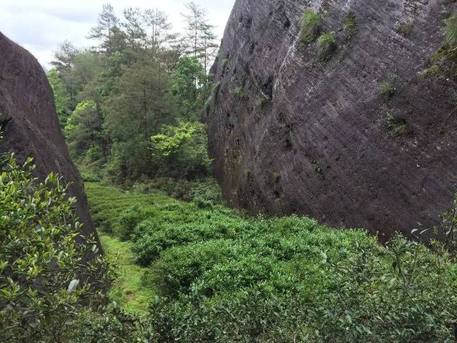 茶气最强的是福建武夷山的岩茶大红袍,还有云南300年以上的古树茶.