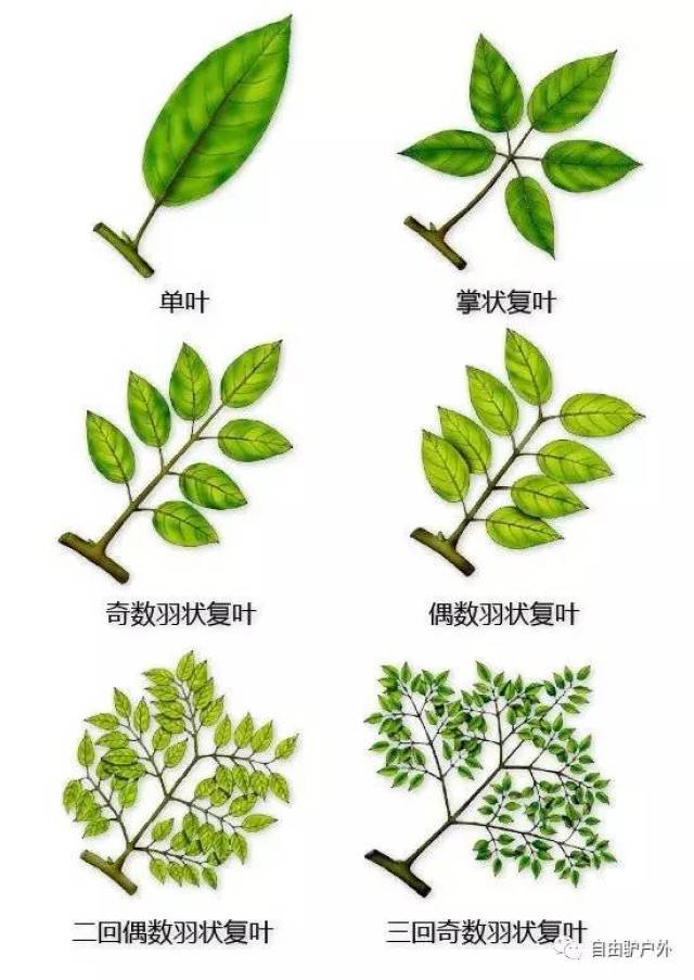 史上最全植物图谱