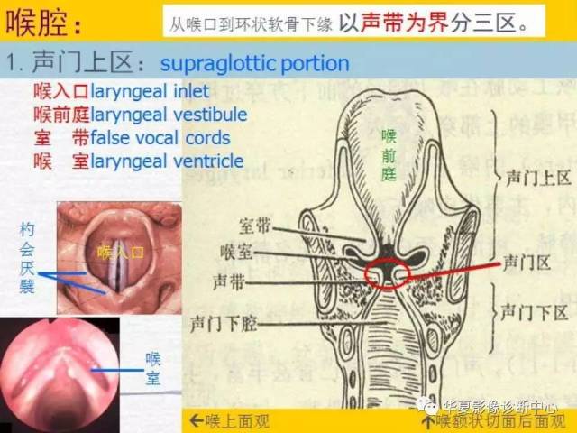 正常人的咽喉构造图图片