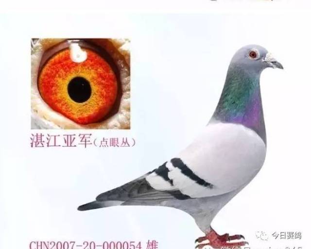 广西周裕军鸽舍种鸽图图片