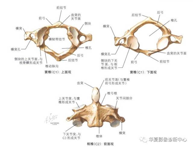 颈椎,胸椎,腰椎的详细解剖都在这里了!_手机搜狐网