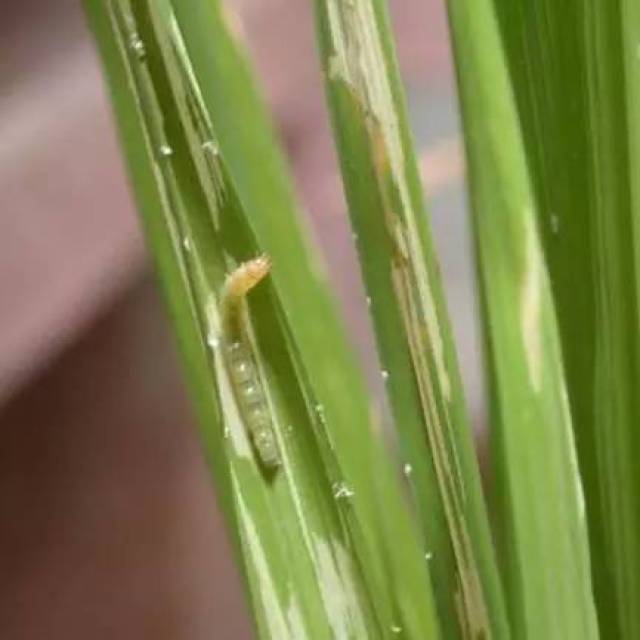 稻縱卷葉螟成蟲 為害特徵: 以幼蟲吐絲縱卷水稻葉片成蟲苞,幼蟲躲在