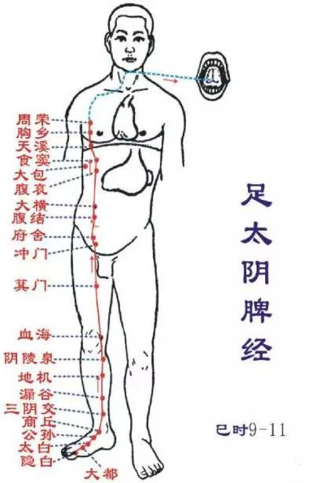 腿部的脾胃经络图图片