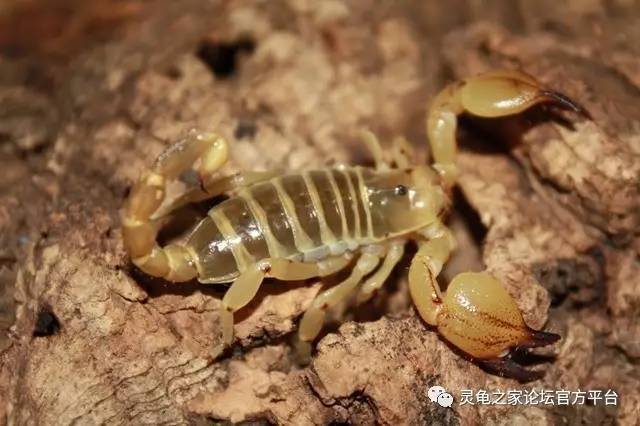 以色列金蝎 israeli gold scorpion scorpio maurus