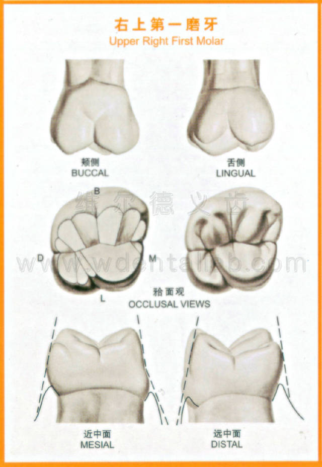 上颌侧切牙解剖形态图片