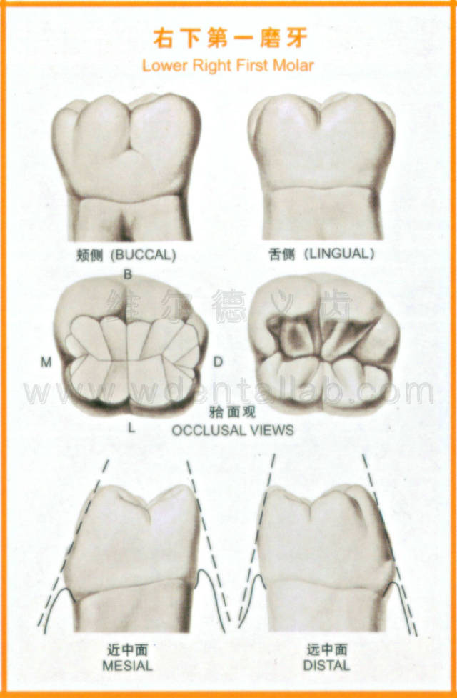 下颌6牙体解剖形态图片