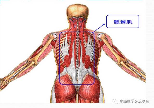 筋膜连接系统解剖