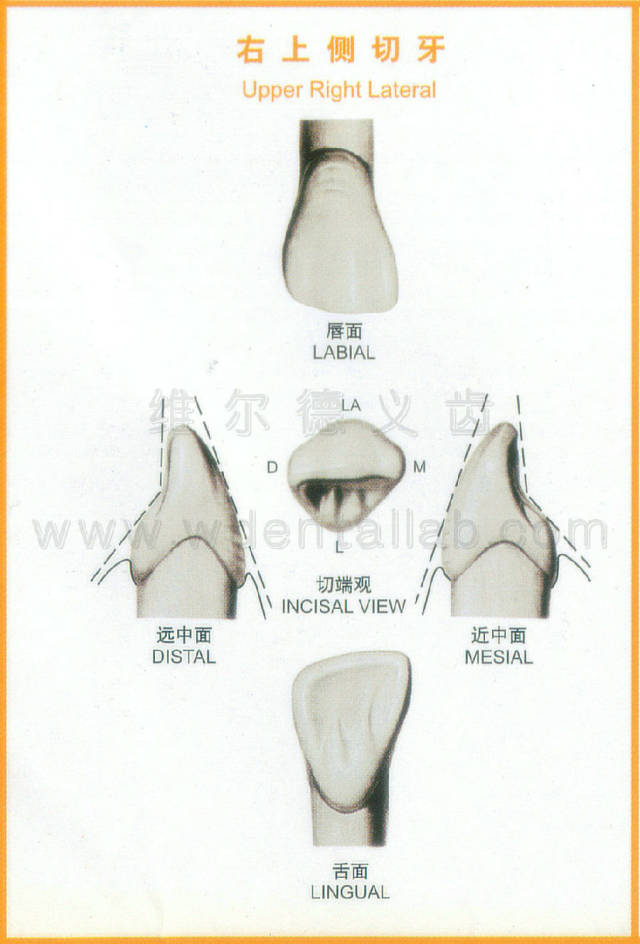 牙齿侧面解剖图图片