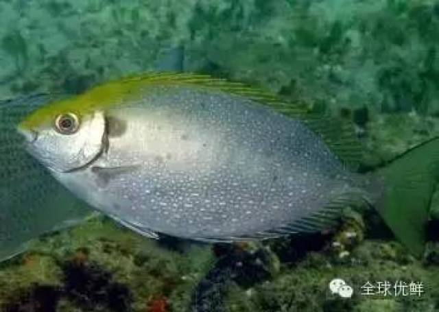 常見海水魚類圖譜大全