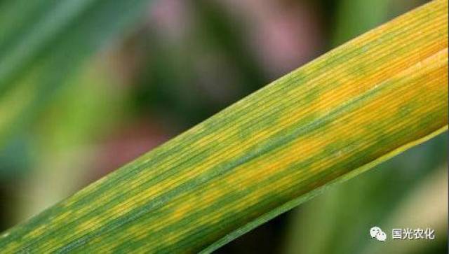 小麦黄花叶病毒病发病原因及应对措施
