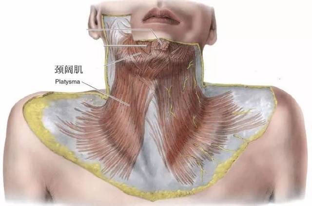 第一节:解剖篇 一,浅筋膜和颈阔肌 浅筋膜疏松,内含皮肌,皮静脉,皮