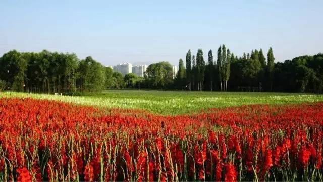 劉家峽小城 ·盛開的唐菖蒲