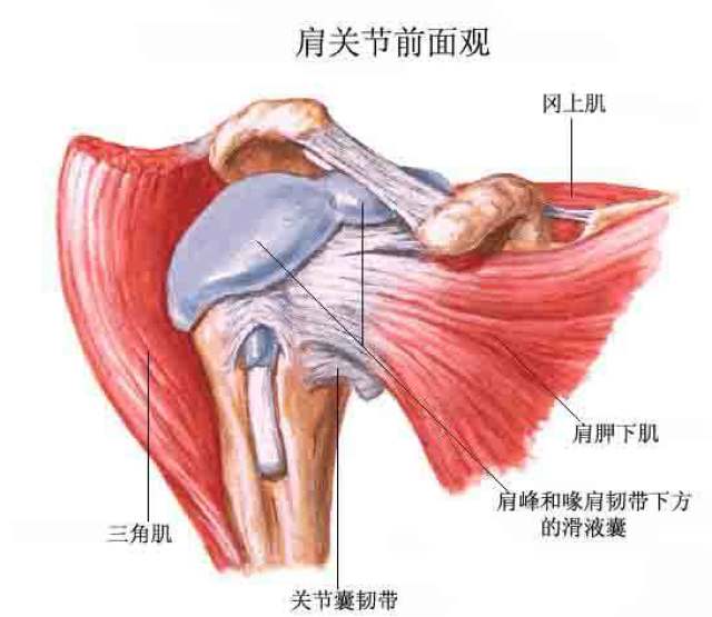 【正常人体解剖学】认识人体六大关节之肩关节