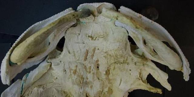 这个化石已经有4亿年历史,是迄今发现的,保存最完好的盾皮鱼颅骨和