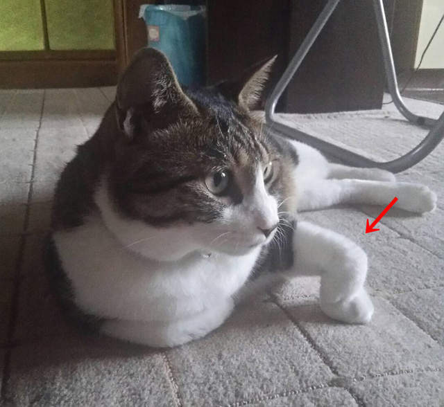 猫手姿势半身照图片