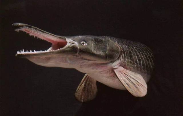 作为世界十大最凶猛淡水鱼之一就是不知道这条几十斤的鱼, 吃起来