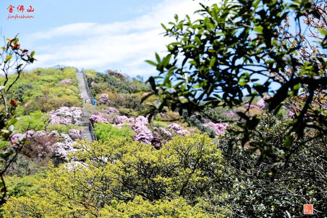 重慶南川金佛山的杜鵑花盛開了