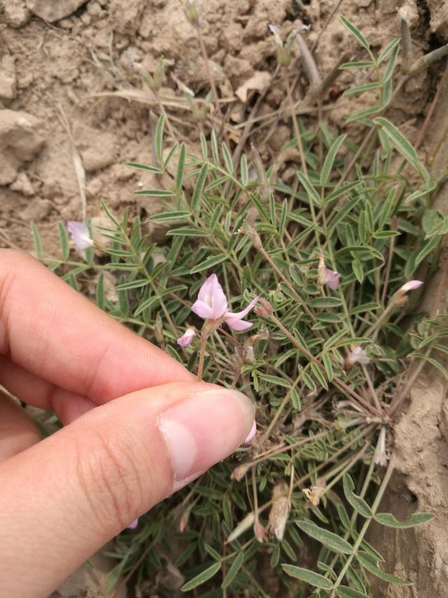 帶你玩轉蘭大的花花世界