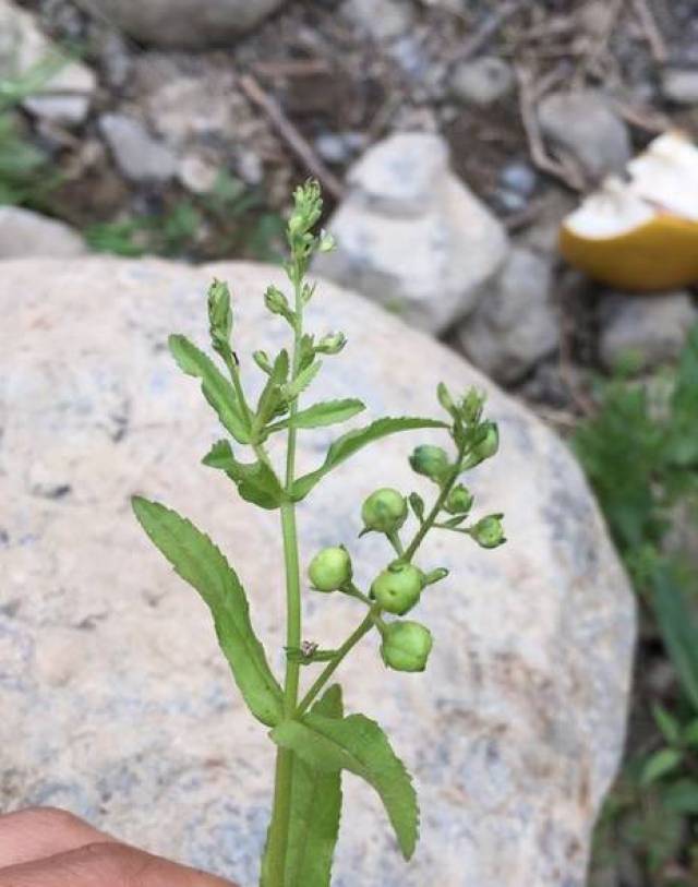 博愛小妞每天就喜歡往野地裡跑,居然是因為這個