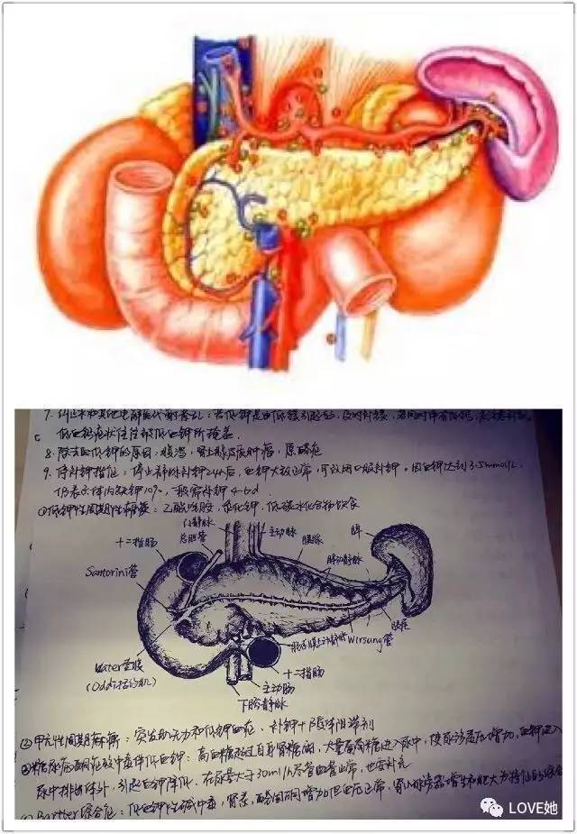 切了一上午的子宫,手绘人体解剖图解压!福州这女研究生丫霸