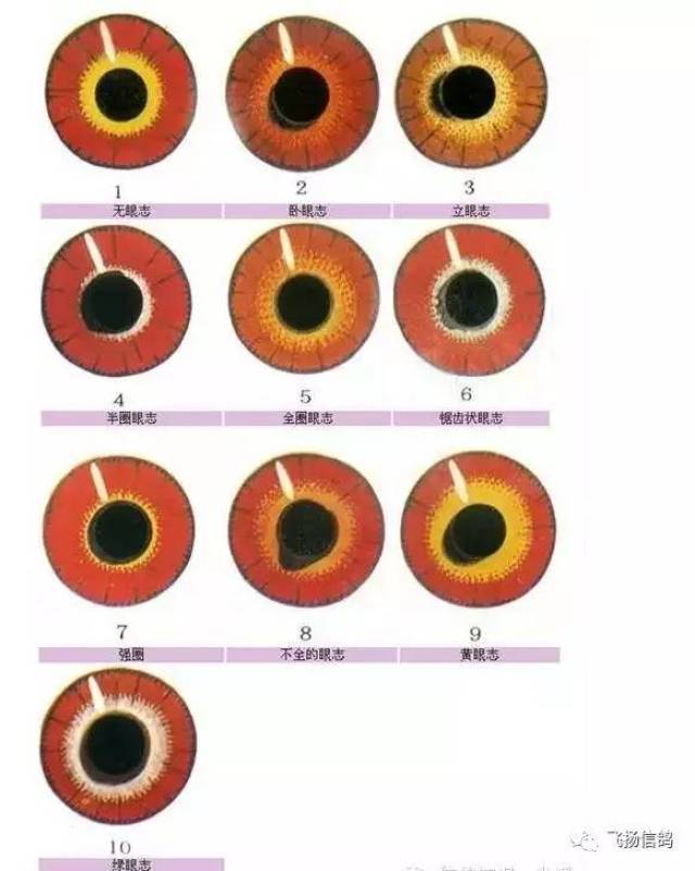 信鸽知识之眼志