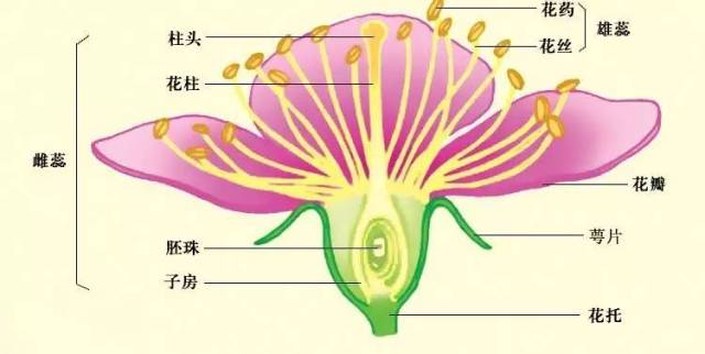 由下至上来看: 花梗(花柄) 连接茎的小枝,也是茎和花相连的通道,并