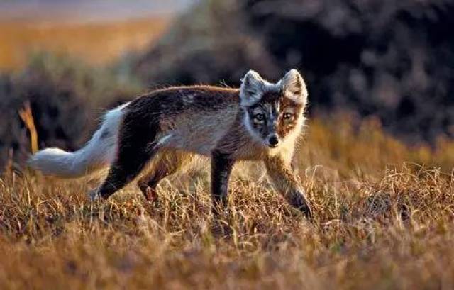 赤狐猎杀北极狐图片